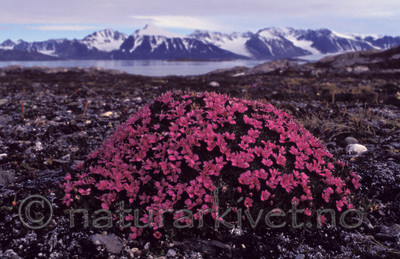 bb084 / Saxifraga oppositifolia / Rødsildre