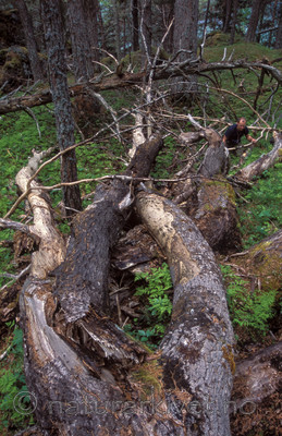bb091 / Populus tremula / Osp