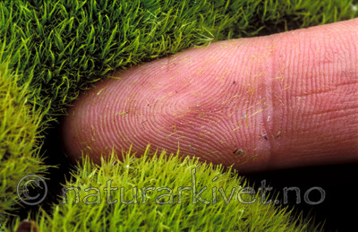 bb093 / Dicranum tauricum / Barksigd