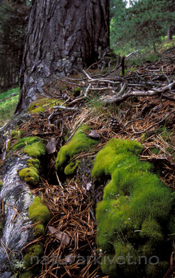 bb116 / Dicranum tauricum / Barksigd