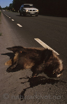 bb122 / Meles meles / Grevling