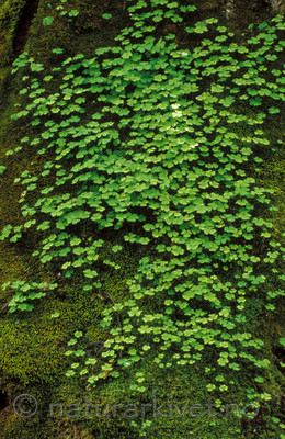 bb131 / Oxalis acetosella / Gjøkesyre