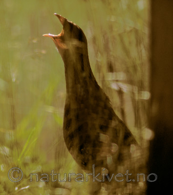 bb140 / Crex crex / åkerrikse