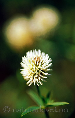 bb141 / Trifolium montanum / Bakkekløver