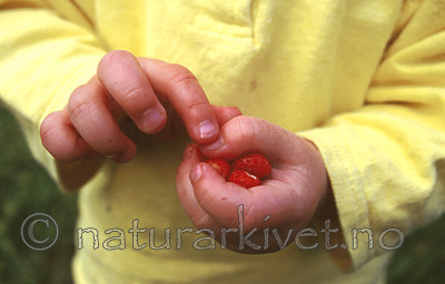 bb150 / Fragaria vesca / Markjordbær