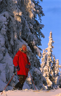 bb156 / Picea abies / Gran