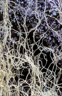 bb177 / Ramalina thrausta / Trådragg