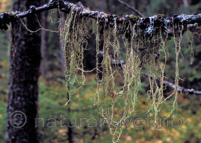 bb183 / Evernia divaricata / Mjuktjafs <br /> Picea abies / Gran