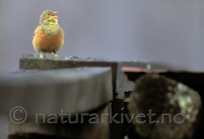 bb187 / Emberiza hortulana / Hortulan
