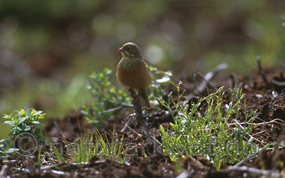 bb188 / Emberiza hortulana / Hortulan