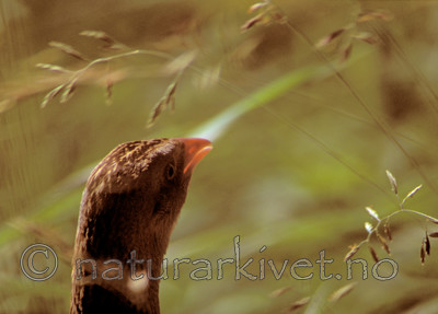 bb189 / Crex crex / åkerrikse