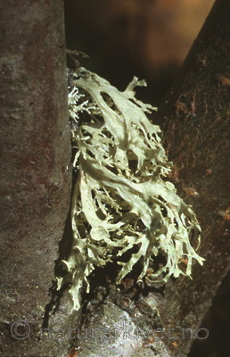 bb192 / Ramalina dilacerata / Småragg