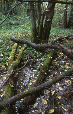 bb204 / Alnus incana / Gråor