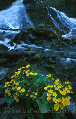 bb207 / Caltha palustris / Bekkeblom