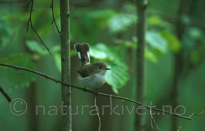 bb211 / Ficedula parva / Dvergfluesnapper