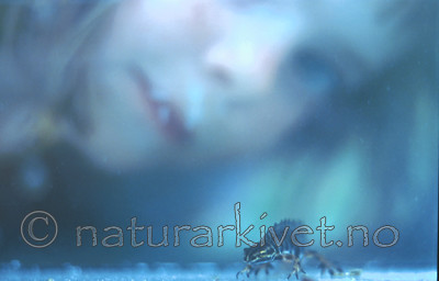 bb238 / Lissotriton vulgaris / Småsalamander