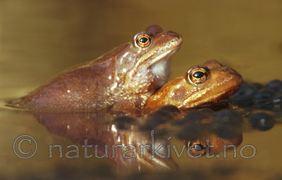 bb240 / Rana temporaria / Buttsnutefrosk