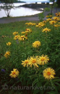 bb244 / Inula salicina / Krattalant