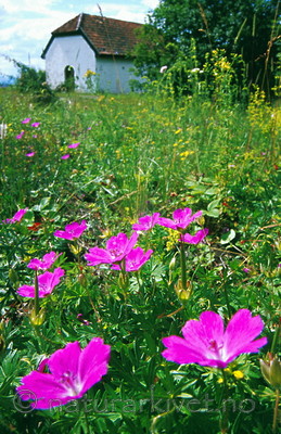 bb248 / Geranium sanguineum / Blodstorkenebb