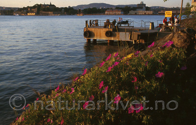 bb249 / Geranium sanguineum / Blodstorkenebb