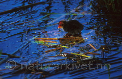 bb268 / Fulica atra / Sothøne