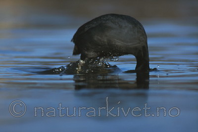 bb270 / Fulica atra / Sothøne