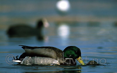 bb274 / Anas platyrhynchos / Stokkand <br /> Fulica atra / Sothøne