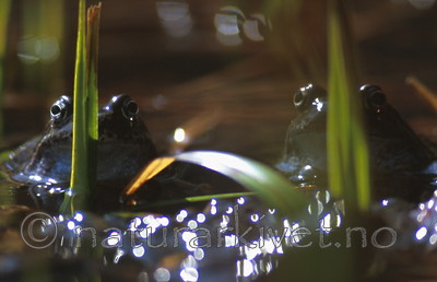 bb279 / Rana temporaria / Buttsnutefrosk