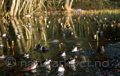 bb280 / Rana temporaria / Buttsnutefrosk