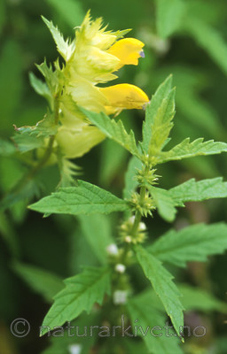 bb281 / Lycopus europaeus / Klourt <br /> Rhinanthus angustifolius / Storengkall