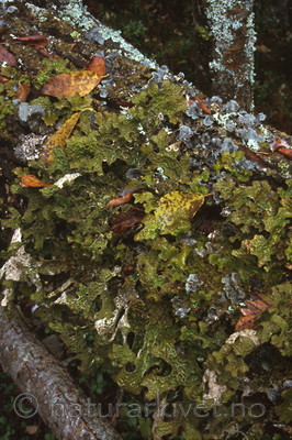 bb286 / Lobaria pulmonaria / Lungenever <br /> Lobaria scrobiculata / Skrubbenever
