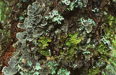 bb287 / Lobaria pulmonaria / Lungenever <br /> Lobaria scrobiculata / Skrubbenever