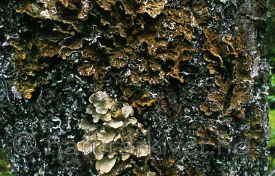 bb307 / Lobaria pulmonaria / Lungenever <br /> Lobaria scrobiculata / Skrubbenever
