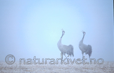 bb309 / Grus grus / Trane