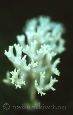 bb313 / Ramariopsis kunzei / Hvit småfingersopp