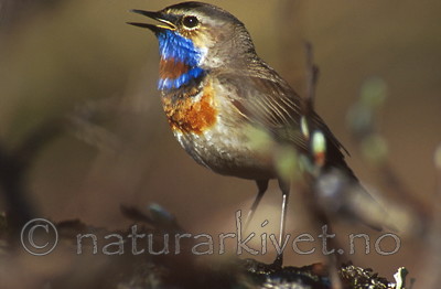bb327 / Luscinia svecica / Blåstrupe