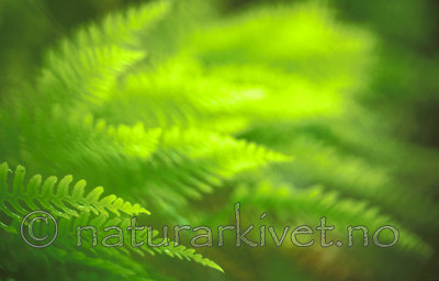 bb333 / Polypodium vulgare / Sisselrot