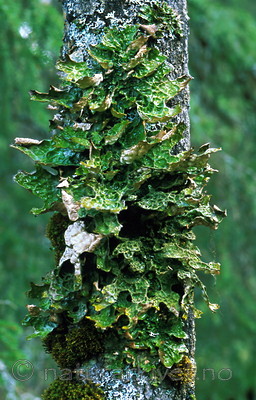 bb335 / Lobaria pulmonaria / Lungenever