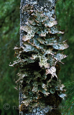 bb336 / Lobaria pulmonaria / Lungenever