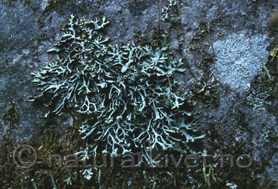 bb343 / Hypogymnia vittata / Randkvistlav