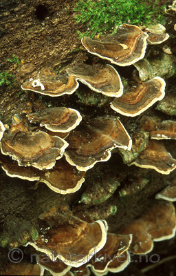 bb348 / Trametes versicolor / Silkekjuke