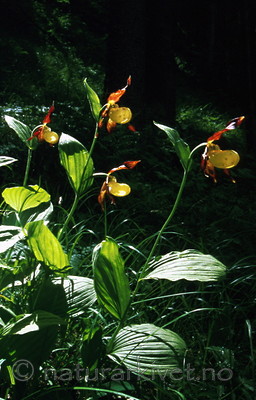 bb352 / Cypripedium calceolus / Marisko