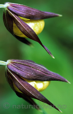 bb353 / Cypripedium calceolus / Marisko