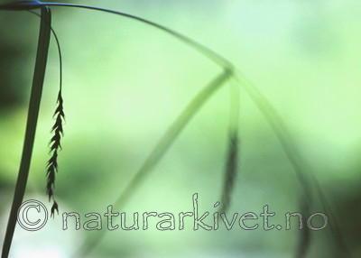 bb354 / Carex sylvatica / Skogstarr