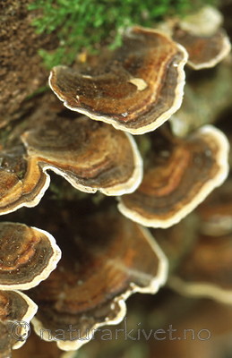 bb371 / Trametes versicolor / Silkekjuke