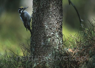 bb373 / Picoides tridactylus / Tretåspett