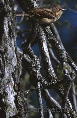 bb380 / Jynx torquilla / Vendehals