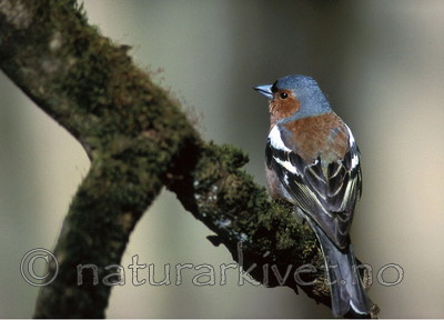 bb393 / Fringilla coelebs / Bokfink