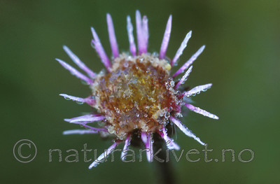 bb424 / Erigeron borealis / Fjellbakkestjerne