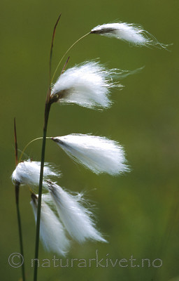 bb431 / Eriophorum latifolium / Breimyrull